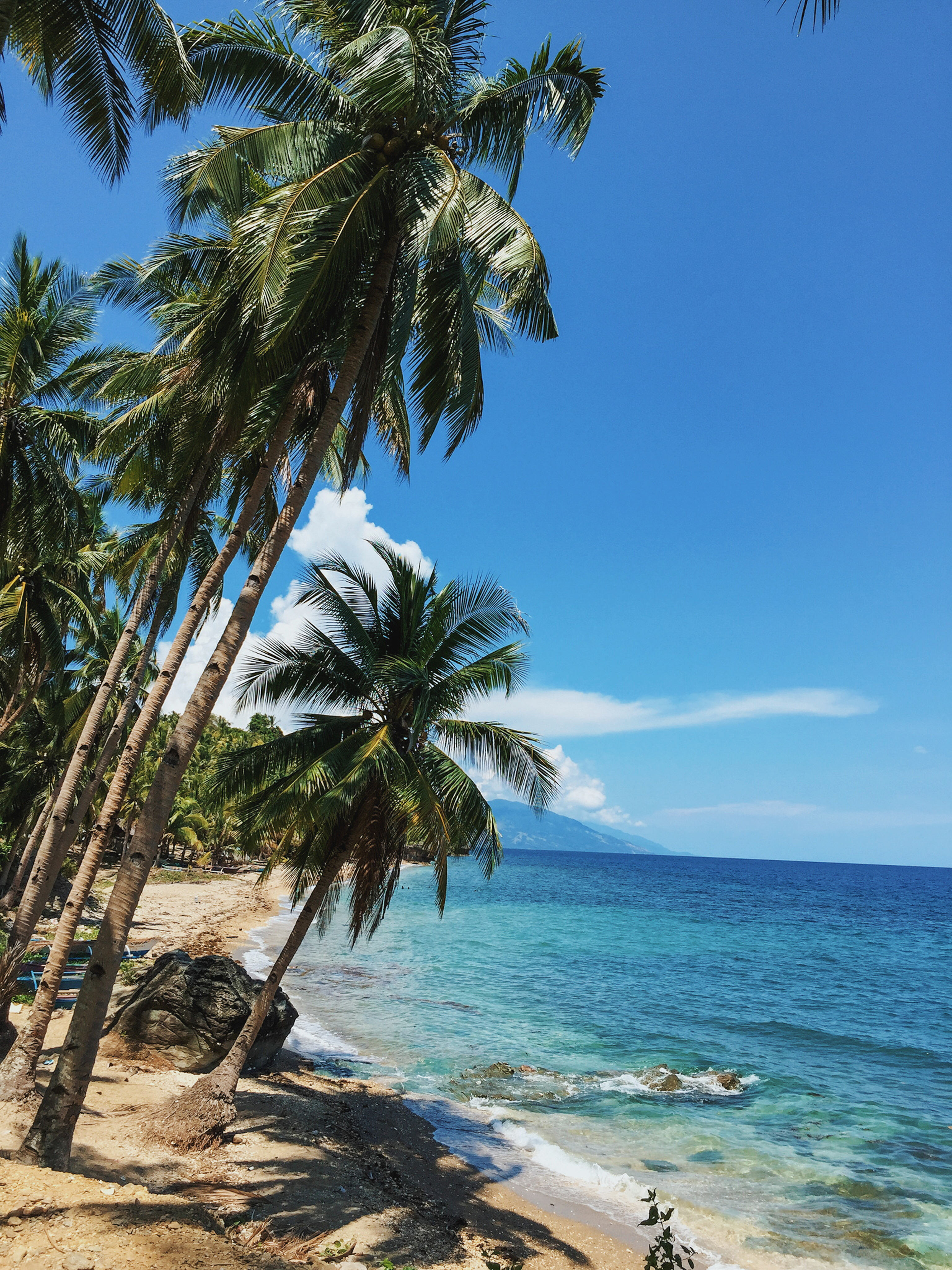 Pure Home Vibes - Leaning Palms On a Sandy Beach